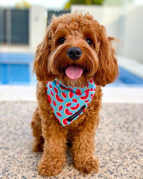 'Watermelon' Bandana