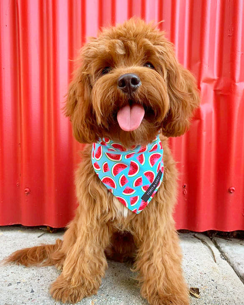 'Watermelon' Bandana