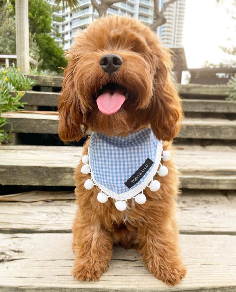 'Archie' Bandana